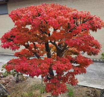紅葉３ 紅葉,もみじ,赤の写真素材