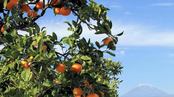 富士山の見えるミカン園 みかん園,秋,初冬の写真素材