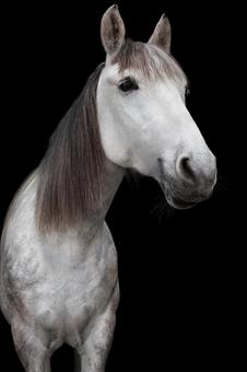 美しい白馬のあおり 美しい白馬のあおり 馬,馬の顔,アップの写真素材
