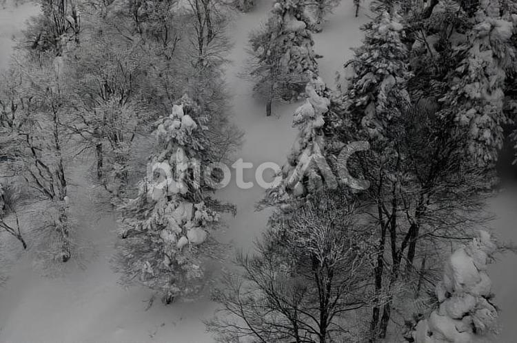 樹氷 アイスモンスター,ゲレンデ,スキーの写真素材