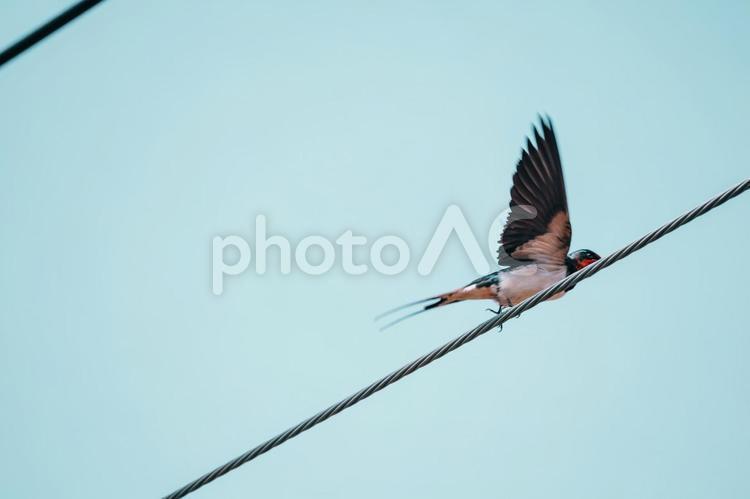 燕さんこれから飛びます 燕,スワロー,野鳥の写真素材