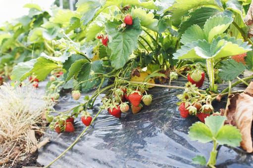いちご狩り いちご狩り 苺,いちご狩り,フルーツ狩りの写真素材