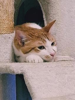 猫　眠る瞬間の写真