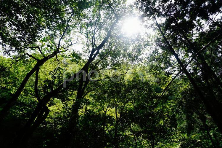 緑から見える希望の光 緑,太陽,光の写真素材