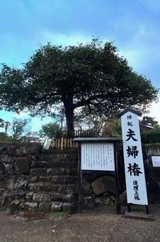 夫婦椿・八重垣神社　島根県松江市 夫婦椿,八重垣神社,神木の写真素材