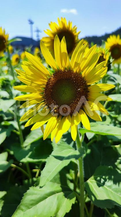 夏を抱きしめる花畑 ひまわり,洲原ひまわりの里,黄金色の花畑の写真素材