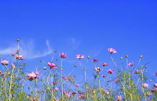 ピンクの秋桜の花と青空 ピンクの秋桜の花と青空の写真