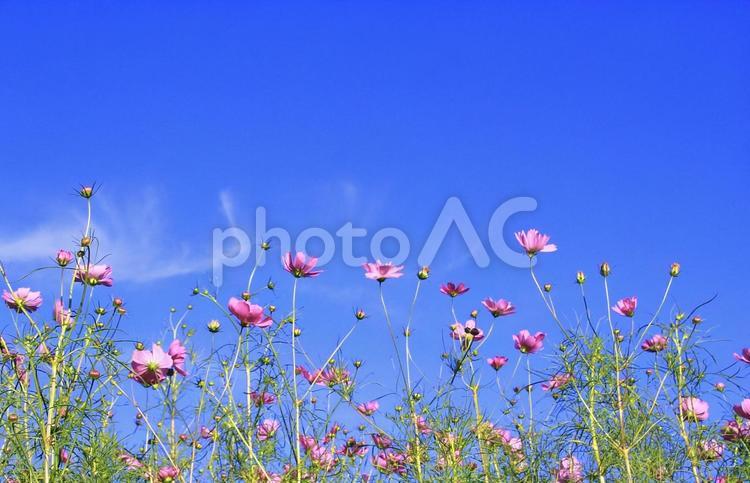 ピンクの秋桜の花と青空 秋桜,秋,花の写真素材