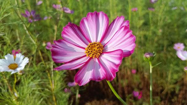 ピンクと白色の混ざったコスモスの花 コスモス,アキザクラ,秋桜の写真素材