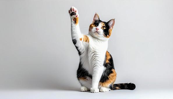 手を挙げる猫 手を挙げる猫の写真