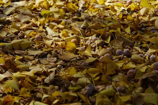 秋のカーペットの写真