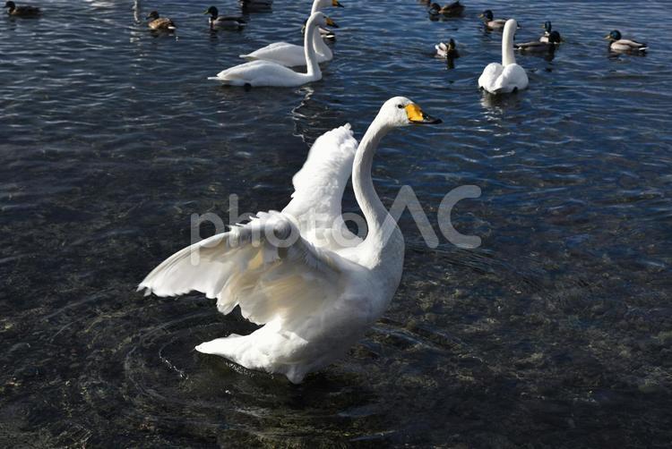 冬の屈斜路湖の野鳥 冬,屈斜路湖,野鳥の写真素材