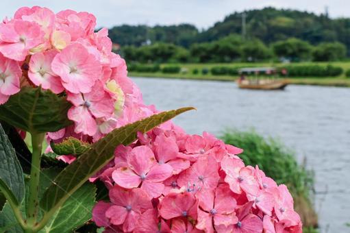 Hydrangea, JPG