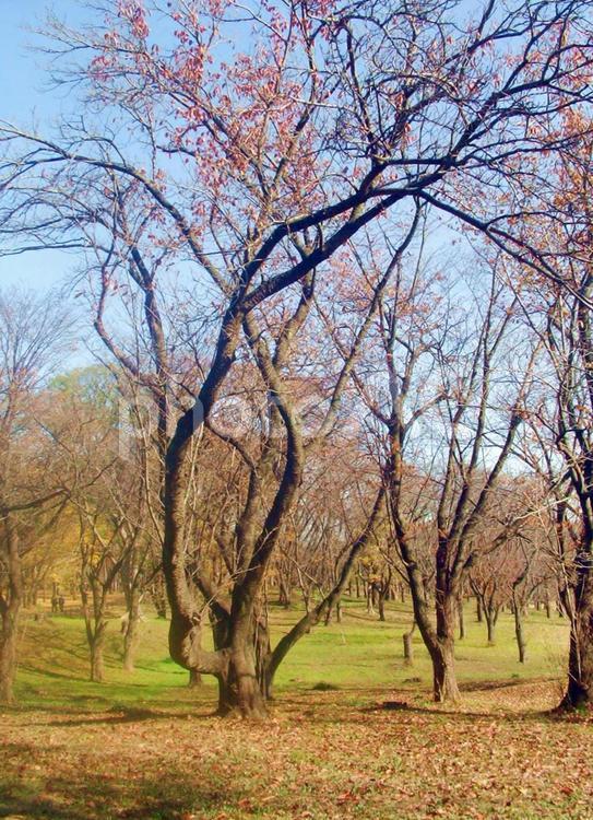 冬の公園の木々 冬,公園,樹木の写真素材