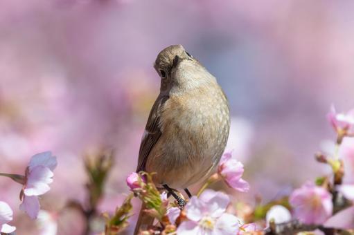 桜の枝にとまるジョウビタキの雌 桜の枝にとまるジョウビタキの雌の写真