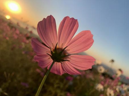 コスモスと朝日 コスモスと朝日 コスモス畑,コスモス,花の写真素材