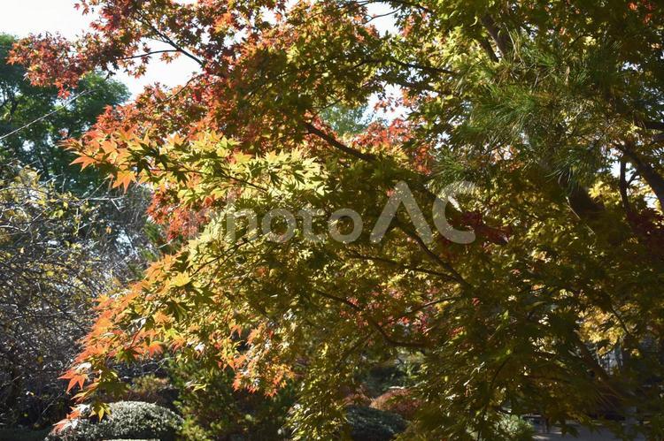 町田市南成瀬の堂之坂公苑で観られる紅葉 堂之坂公苑,紅葉,秋の写真素材