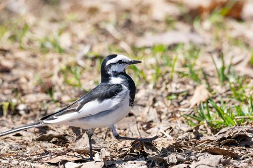 佇むハクセキレイ 佇むハクセキレイ 野生の鳥,野生動物,風景の写真素材