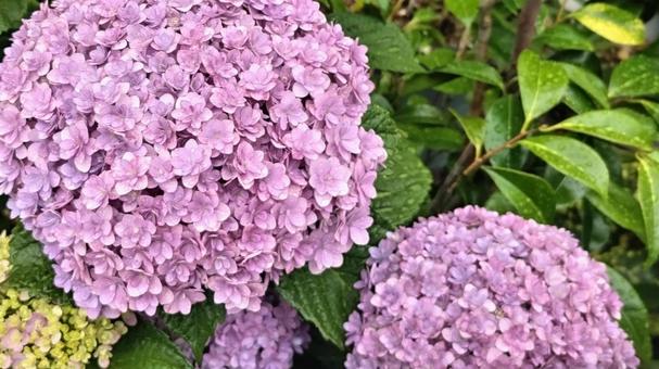 ピンク色の紫陽花 紫陽花,アジサイ,テマリテマリの写真素材