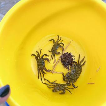 Photo, crab, a lot of, sea play, 