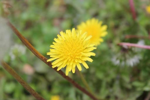 タンポポ タンポポの写真