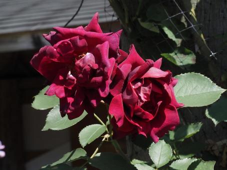 薔薇 薔薇の写真