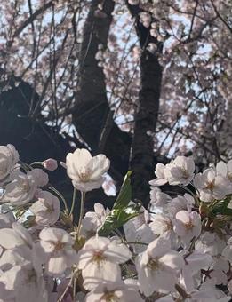 桜ドアップ 桜ドアップ 桜,ドアップ,満開の写真素材