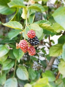 Photo, blackberry, fruit, berry fruit, 