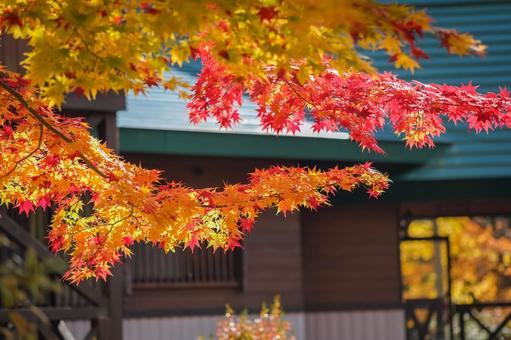 光に照らされたモミジ 紅葉,もみじ,綺麗の写真素材