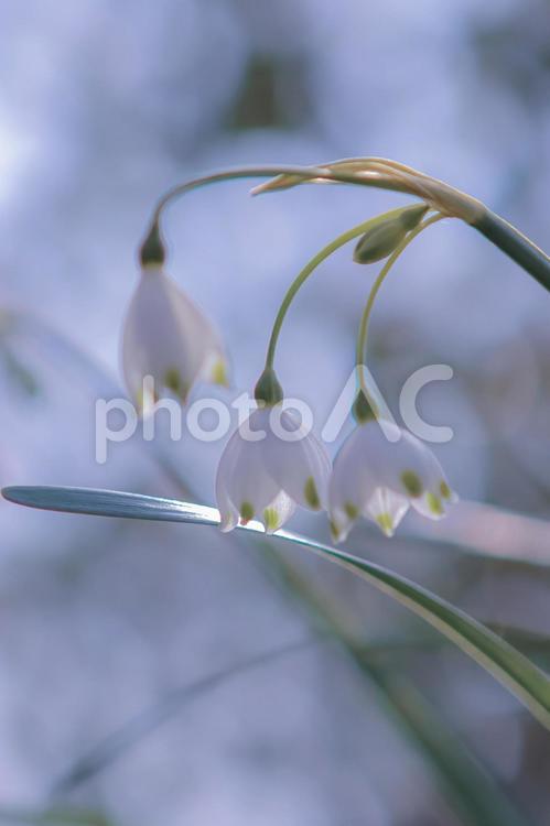 美しい悲壮感 スノーフレーク,スズランスイセン,花の写真素材