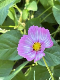 コスモス コスモス コスモス,花,夏の写真素材
