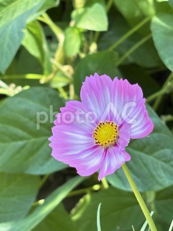 コスモス コスモス,花,夏の写真素材