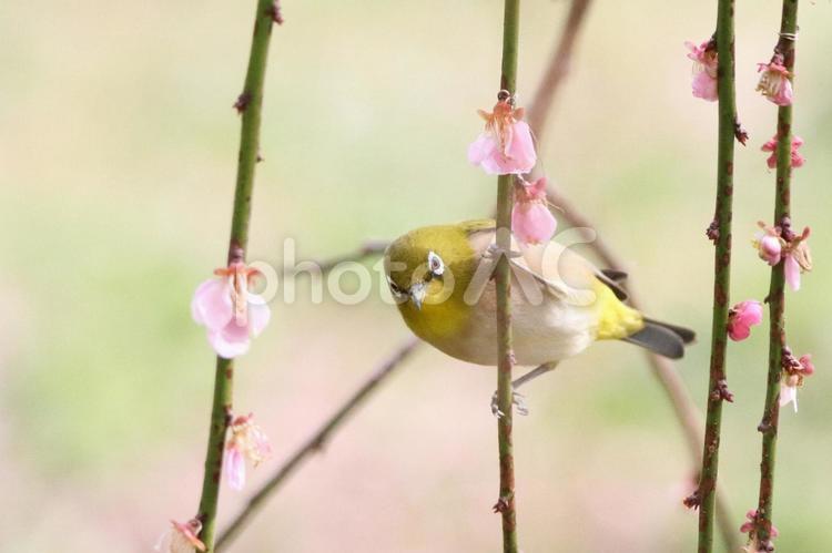 めじろとしだれ梅 めじろ,しだれ梅,春の写真素材