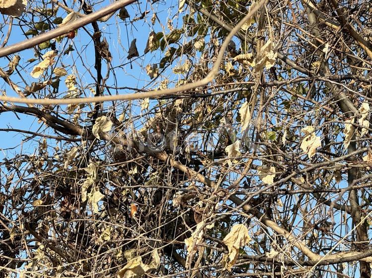 冬の雑木林 冬の雑木林,冬,木の写真素材