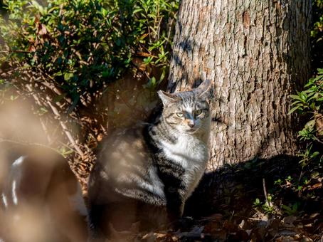 野良猫のアップ 野良猫のアップの写真