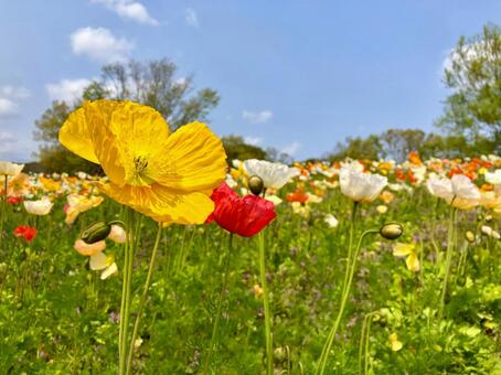 ポピーの花咲く春の丘 ポピー,花,満開の写真素材