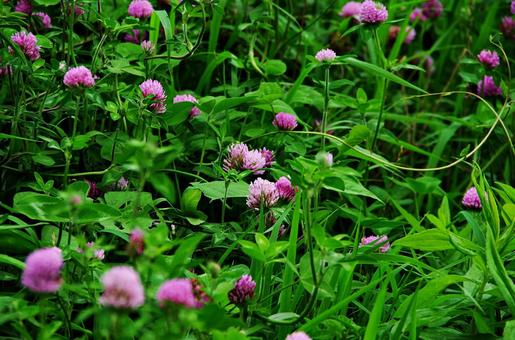 アカツメクサ アカツメクサ,ムラサキツメクサ,赤クローバーの写真素材