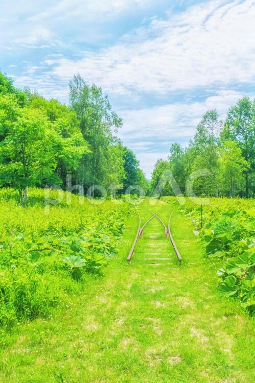 北海道・緑溢れる線路！ 背景,北海道,夏の写真素材