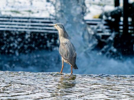 水辺のササゴイの写真