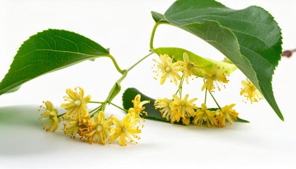 秋の花 キンモクセイ 秋の花 キンモクセイの写真