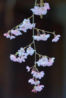 しだれ桜と狛犬 しだれ桜と狛犬の写真