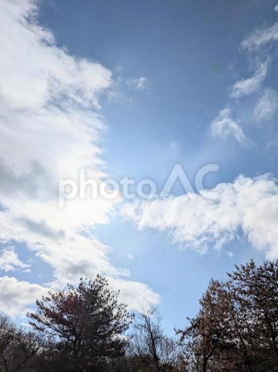 空と木 空,太陽,晴れの写真素材