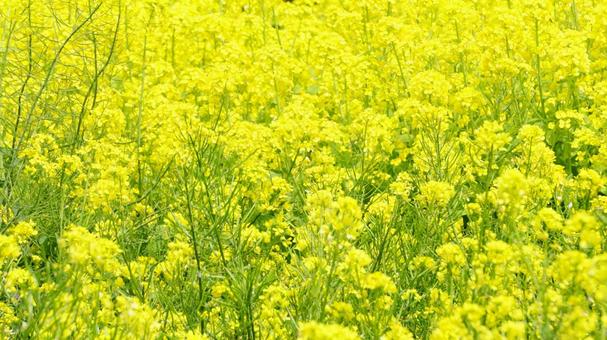 Rape flower field [A yellow carpet in full bloom], JPG
