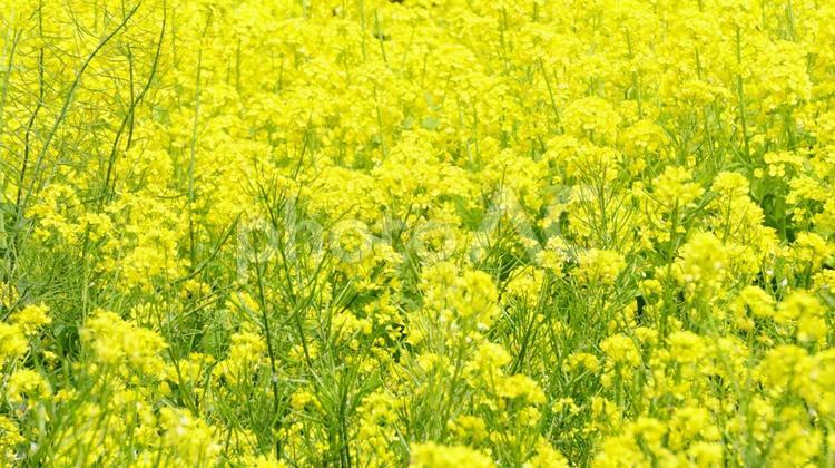 菜の花畑 [満開の黄色絨毯] 菜の花,花,春の写真素材
