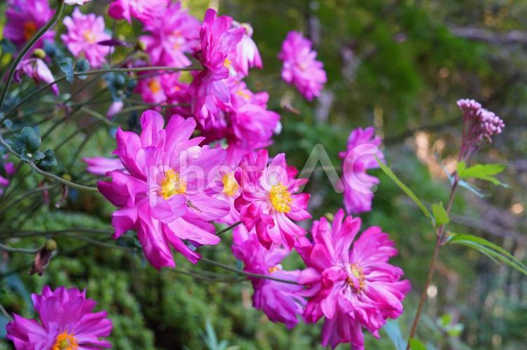 シュウメイギク② 秋明菊,しゅうめいぎく,花の写真素材