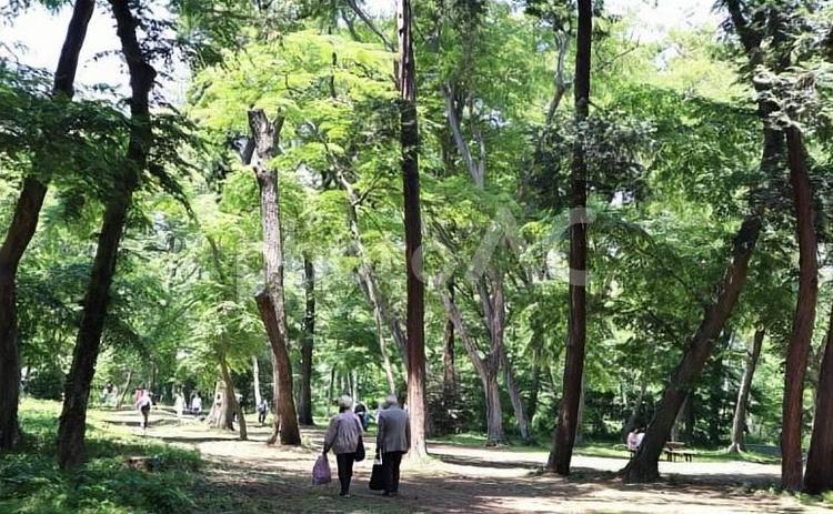 都心の新緑（神代植物公園） 自然,木,緑の写真素材