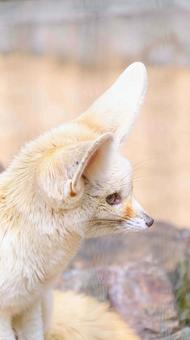 フェネットの横顔 フェネットの横顔 フェネット,動物,茶色の写真素材