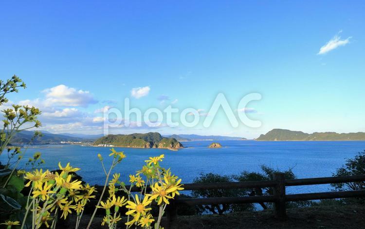 日南海岸　ツワブキと南郷の海 コピースペース,ツワブキ,テキストスペースの写真素材