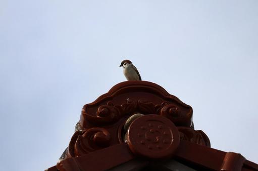 鬼瓦の上に一羽のスズメ、迫力はないけど 鬼瓦の上に一羽のスズメ、迫力はないけどの写真