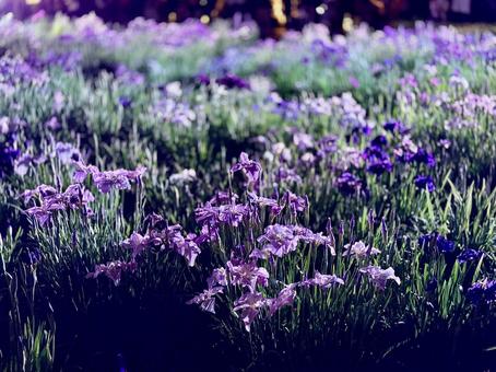 夜の堀切菖蒲園 ライトアップされる花菖蒲 夜の堀切菖蒲園 ライトアップされる花菖蒲 堀切菖蒲園,5月,菖蒲の写真素材